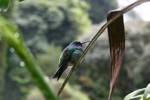 Kolibri bei einer Rundreise in Panama