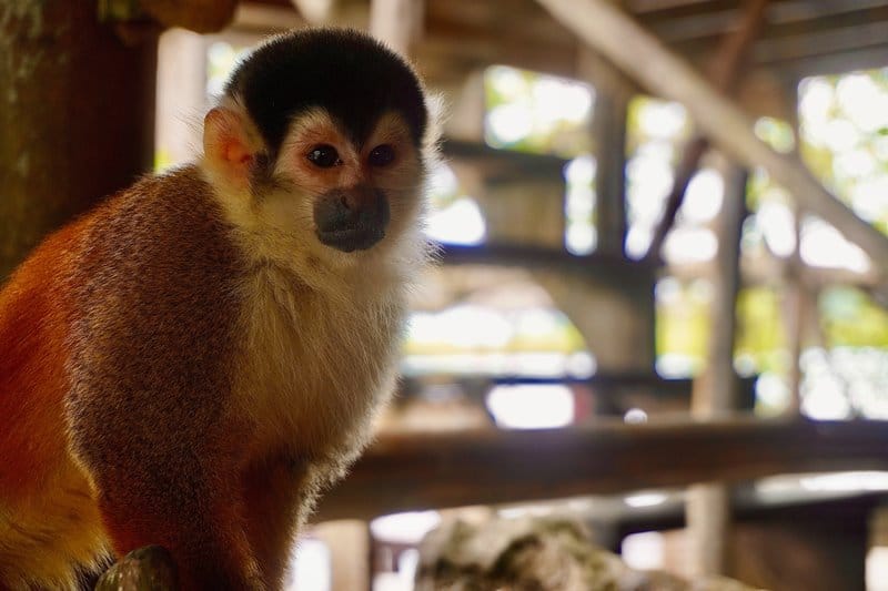 Monkey Island in Panama