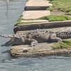 Krokodille Black River_2